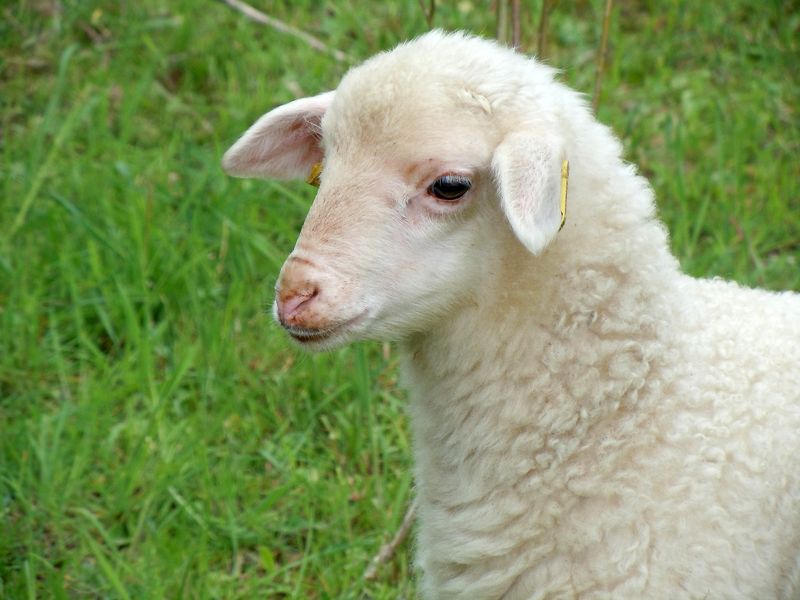ou trouver de l'agneau pour professionnels des métiers de bouche et restaurant dans les Vosges et Strasbourg