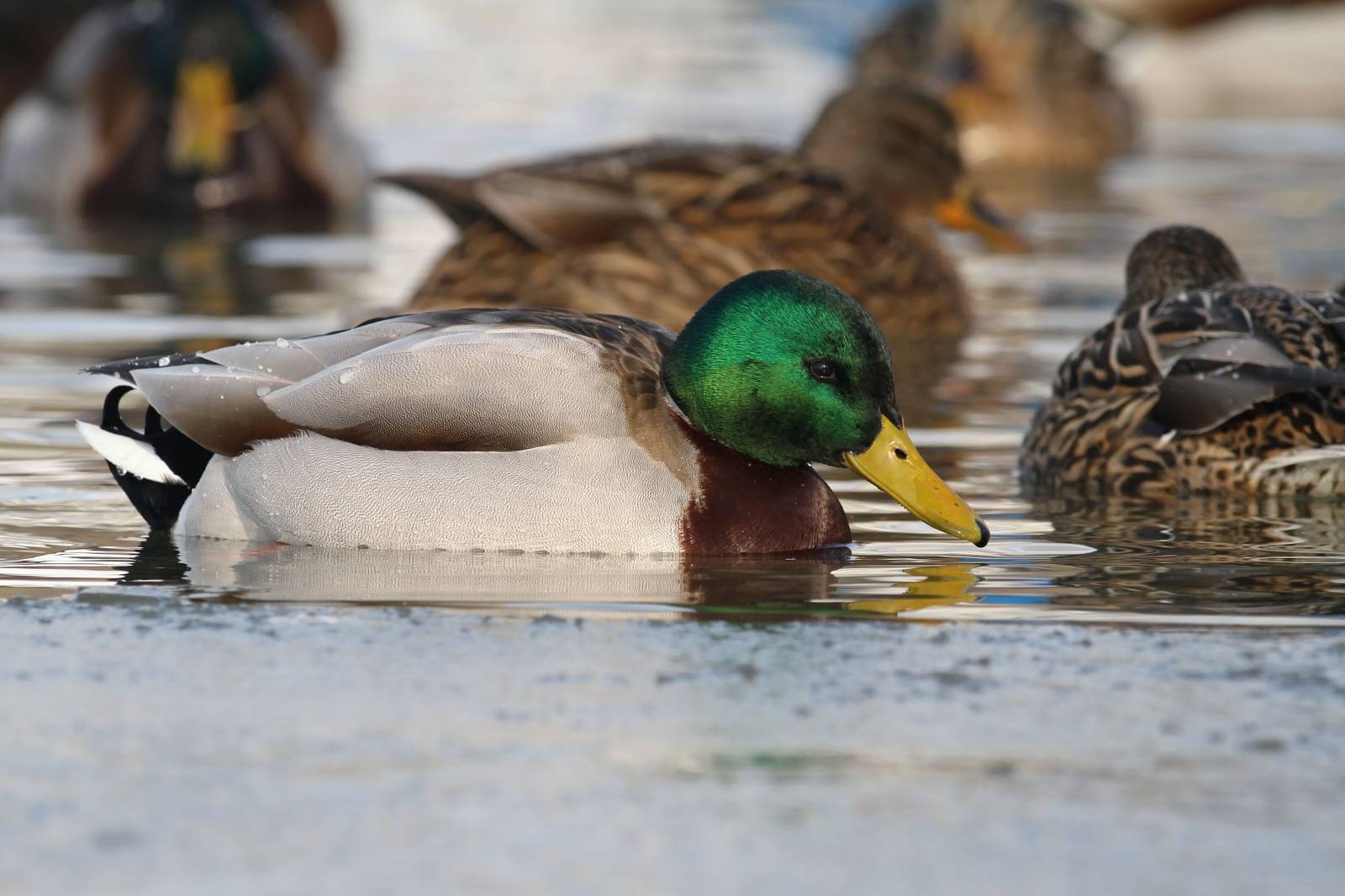 Recherche distributeur de gibiers pour bouchers et restaurateurs à Lyon et villeurbanne