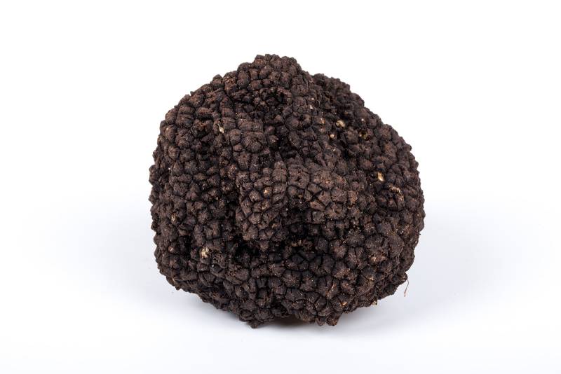 TRUFFE D'ÉTÉ AESTIVUM