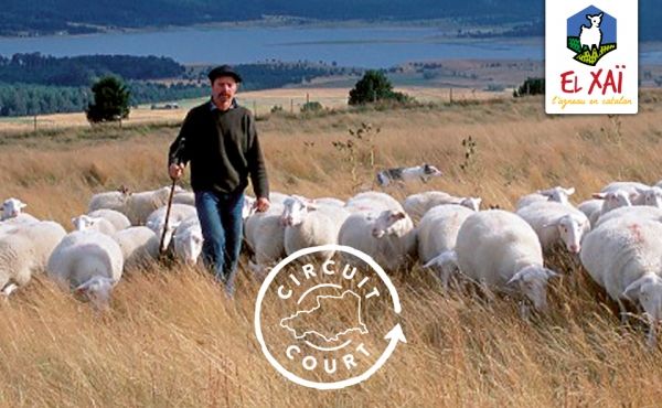 ou acheter de l'agneau EL XaÏ catalan à Rungis et Paris pour boucherie