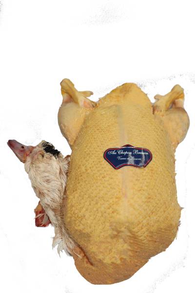 GROSSISTE DE CANARD JAUNE CHAPON BRESSAN 