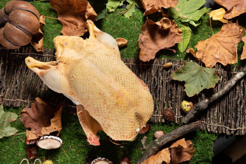 CANARD MAIGRE DE BARBARIE