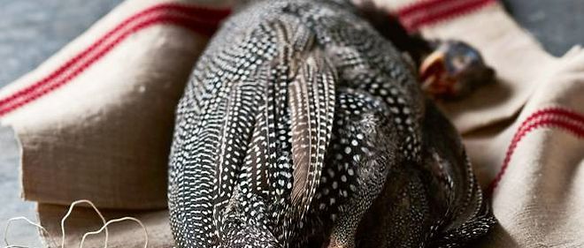 NOUVEAUTÉ ! LE PINTADEAU DE L'AIN