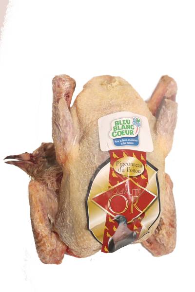 PIGEON DU POITOU