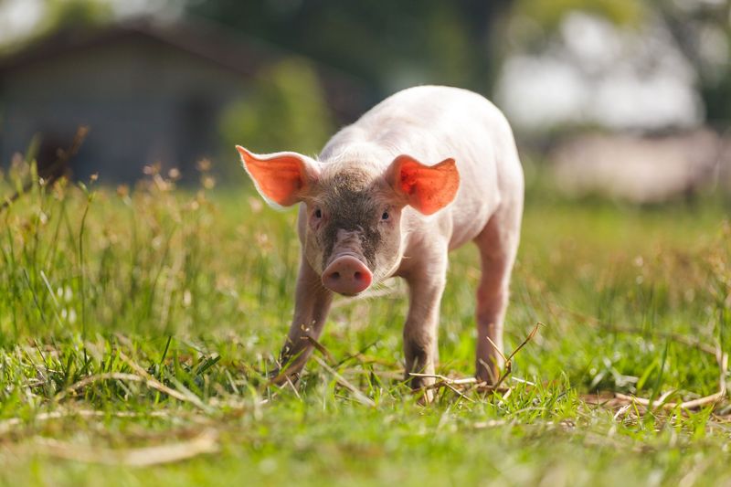 distributeur de porcelet marché de Rungis pour rotisserie et traiteur à Montpellier et Grenoble