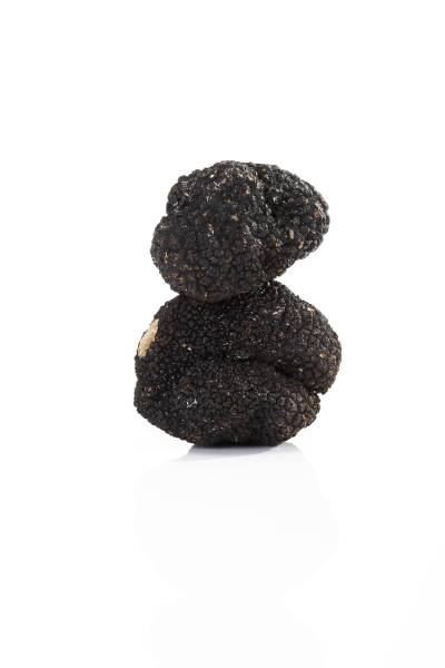TRUFFE NOIRE TUBER MELANOSPORUM