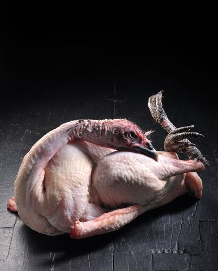 acheter de la dinde pour professionnels bouchers et volaillers à Sens et Beauvais