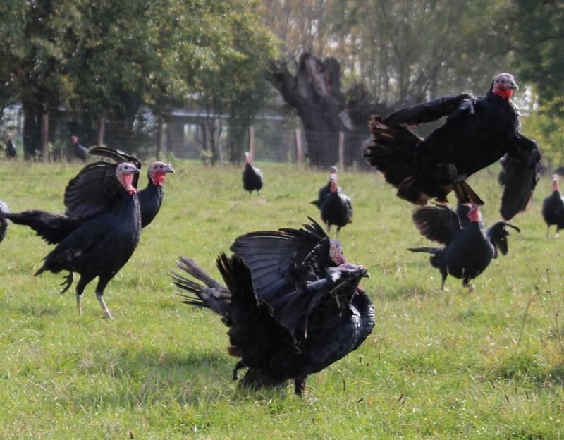 Elevage dinde de Bresse