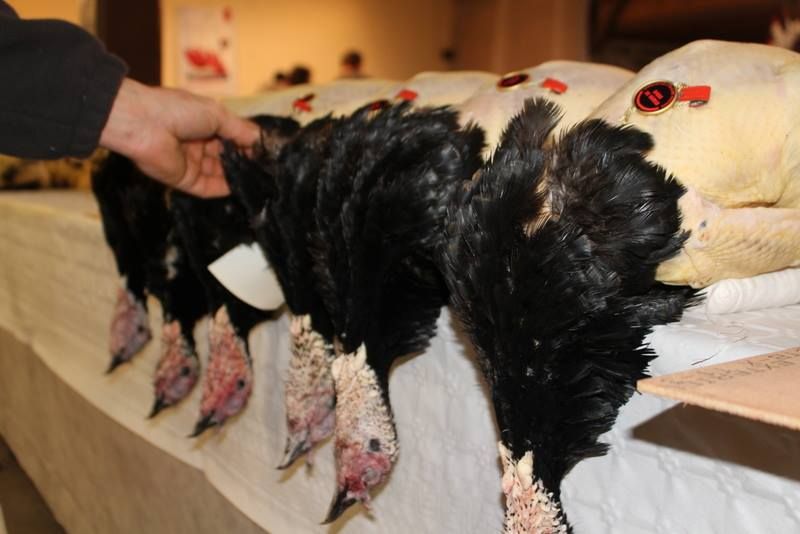 Glorieuses de Bresse Avigros jury à Louhans