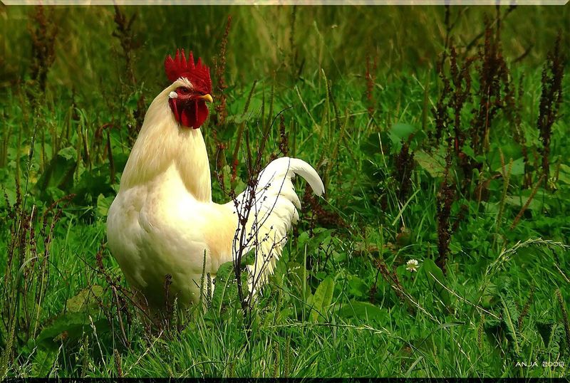 Vente de coq PAC ou effilé ou encore découpe de coq chez Avigros sur le MIN de Rungis en France