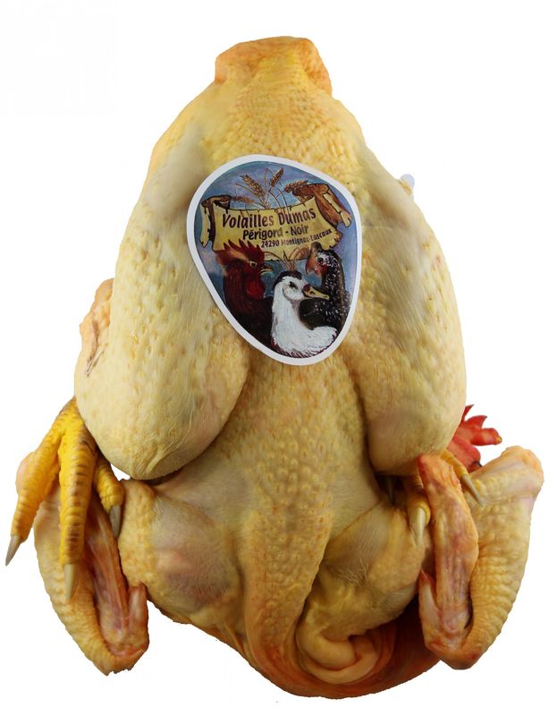 Où acheter des Poulets jaunes de 100 jours éffilés