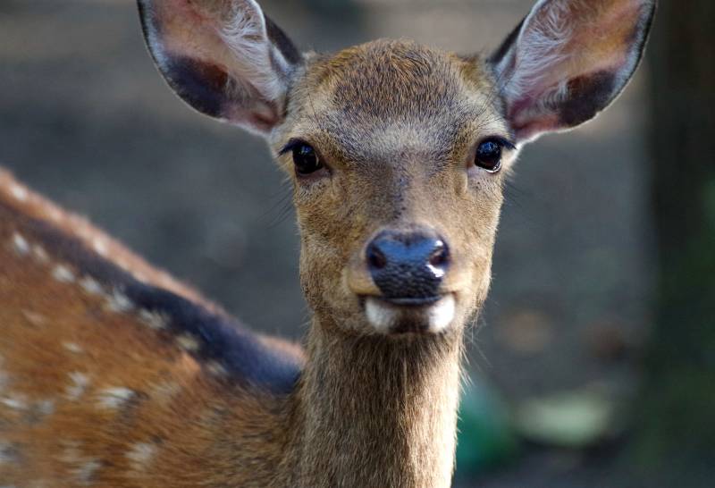 ou trouver de la viande de chevreuil pour fabrication charcutier et restaurateur à Nantes et Bordeaux